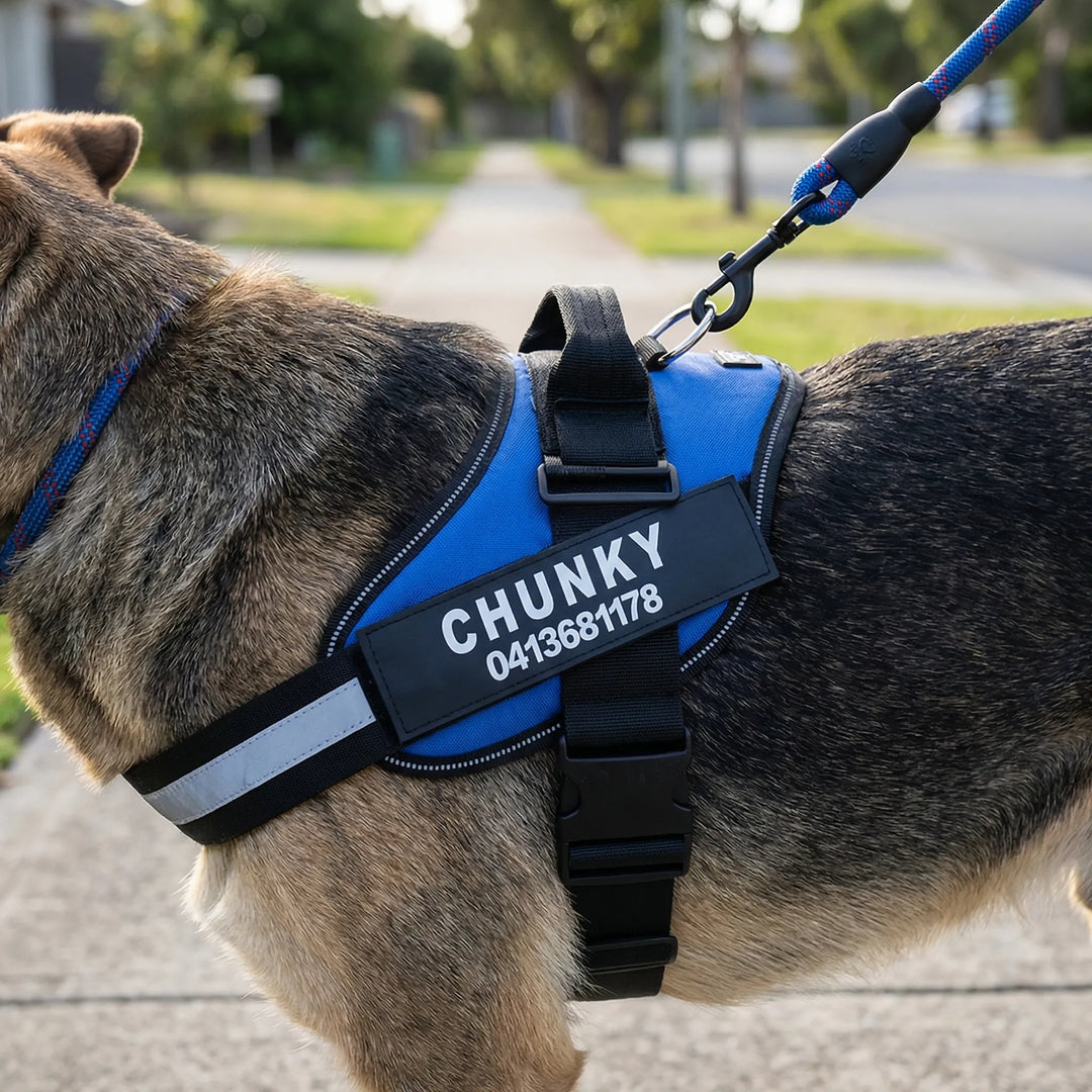 Pawdentify - Personalized Front-Attachment No-Pull Harness