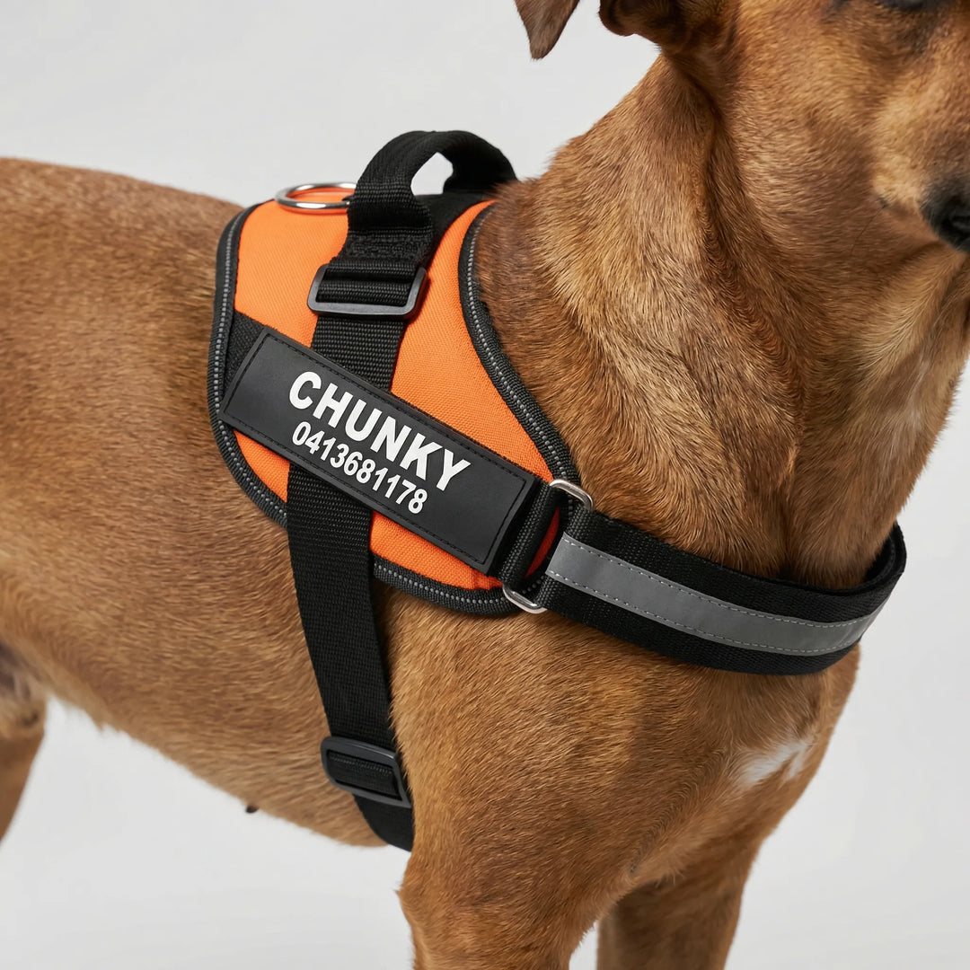 Pawdentify - Personalized Front-Attachment No-Pull Harness