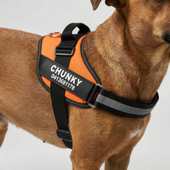 Pawdentify - Personalized Front-Attachment No-Pull Harness